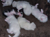 Mix ragdoll kittens