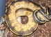 Royal Pythons