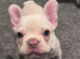 Beautiful female frenchie