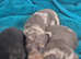4 girls miniature dachshunds