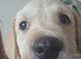 1 stunning male Goldador pups left