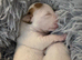 Traditional JRT Raised With Care