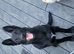 Beautiful 5 Month Old Belgian Shepherd