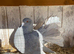 Urgent sale of fantails