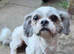 Male shih tzu