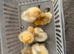 Baby chicks pekin, Rhode Island and Brahma