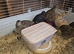 Cotunix Quail for sale