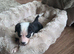 Adorable Cocker Cross Collie Puppies Looking for Loving Homes!