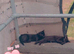 RARE BLACK TABBY KITTENS