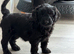 Reduced Australian Labradoodle pup (black girl)