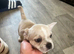 Frenchie/chihuaua