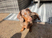 Female Dachound