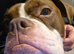 Hi im lottie looking fir my forever home