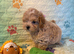 Beautiful Maltipoo Puppies