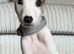 8 week old Lurcher for sale