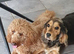 Miniature poodle for stud &pound;250