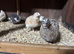 Pol coturnix quail
