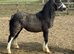 Welsh a yearling