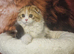 Scottish fold girl