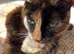 Female cat