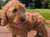 Quality DNA clear Cockapoo puppies from Licensed Breeder