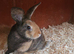 Mini lop x dutch