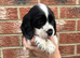 Cocker spaniels puppies