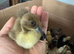 African Embden Toulouse Hybrid Mixed Goose Geese Hatched Chicks