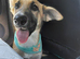DORA – Dumped Like Rubbish… Now Ready to Become Someone's Treasure