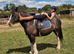 Super family cob