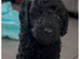 3 cockapoo puppies girls
