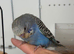 Hand Tame Boy Budgie Chick Ready Now