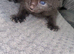 3 female kittens ready to be rehomed 4 weeks