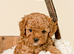 Beautiful F1b Cavapoo Puppies
