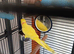 Yellow Indian Ringneck