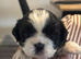 Shih Tzu pups