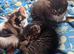 Kittens ready now