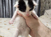 4 black and white kittens
