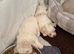 Beautiful Cavachon Puppies Looking for Their Forever Loving Homes ️