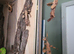 Giant prickly stick insect