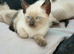 Siamese kittens ready in 7 weeks