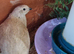 Coturnix quail chics and hatching eggs
