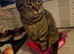 Beautiful cat
