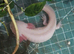 2 breeding pairs of adult axolotl