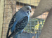 20 baby budgies (7weeks to 10 weeks)