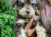 Beautiful liver and tan miniature schnauzer puppies