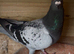 Quality racing pigeons for sale in Glasgow