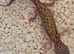 Baby leopard geckos