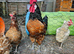 Cockerel