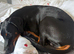 6 month old Doberman pup.